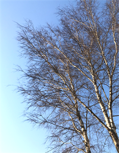 Природа 708.png